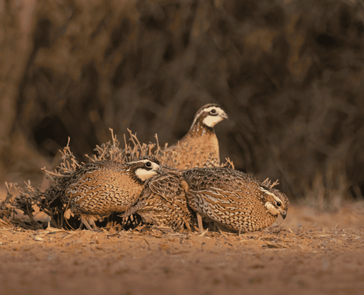 Three bobwhite quail hide in a small brown shrub.