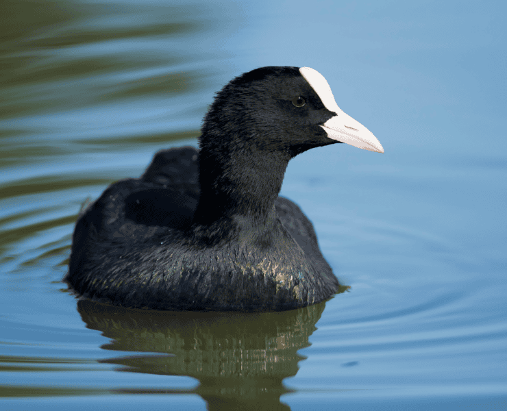 A slate gray American coot swims in water.