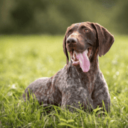 A German Shorthaired Pointer lays in short grass.