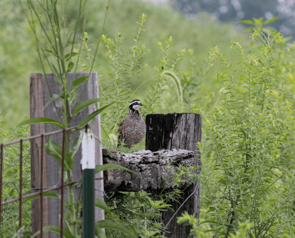 A male bobwhite quail perched on a fencepost in a green field.