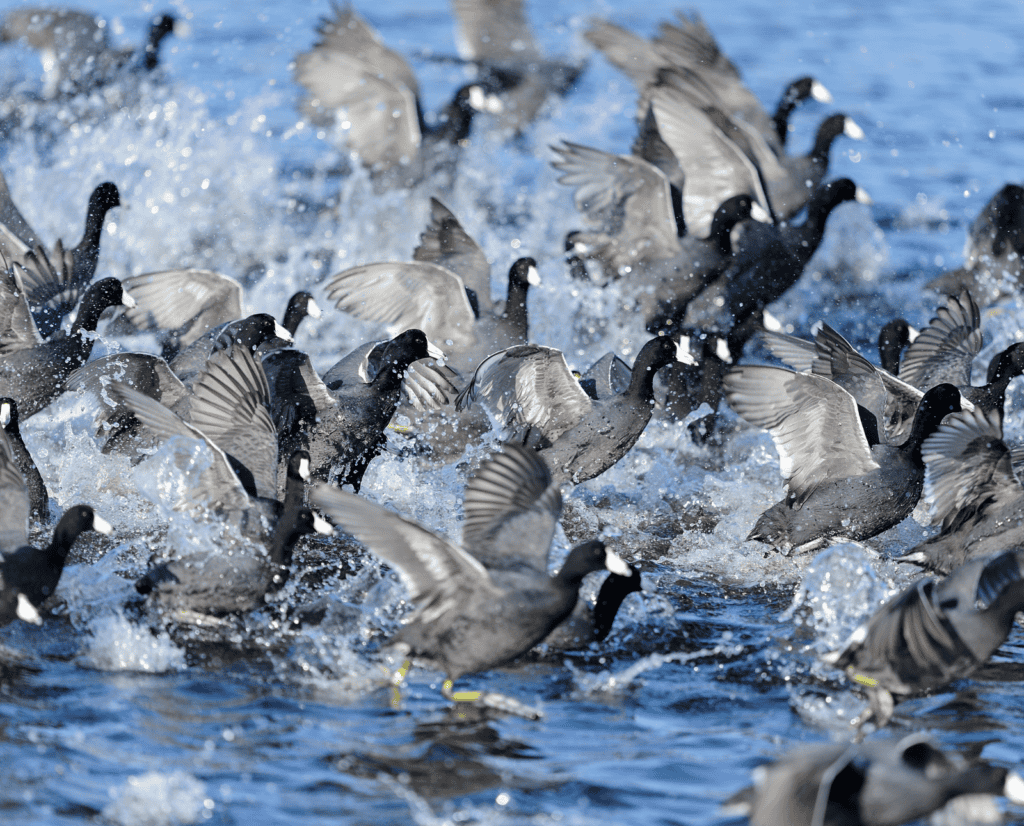 A flock of American coots wildly scrambles across blue water.