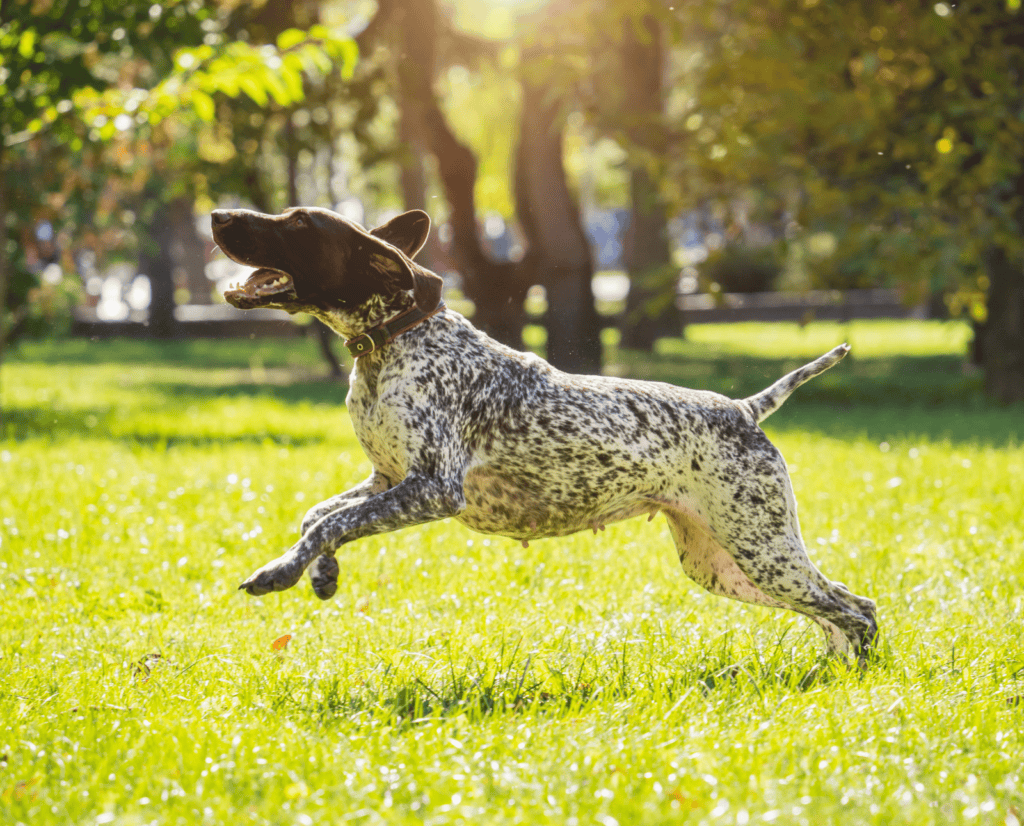 A German Shorthaired Pointer runs at a park.