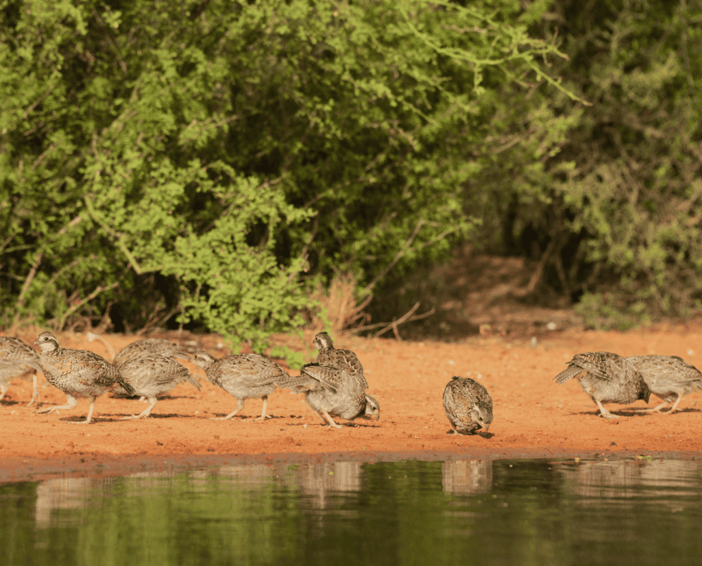 A covey of quail drinks at a small pond.