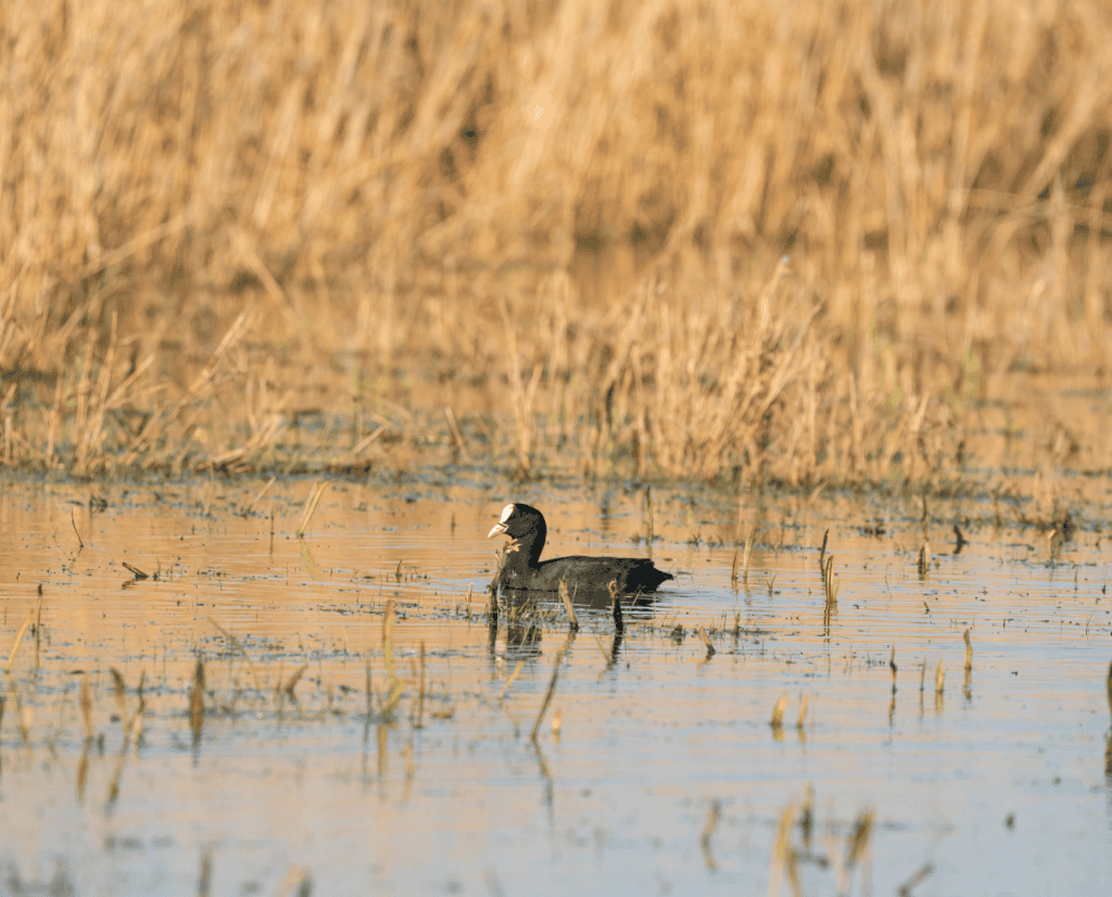 An American coot swims through aquatic vegetation.