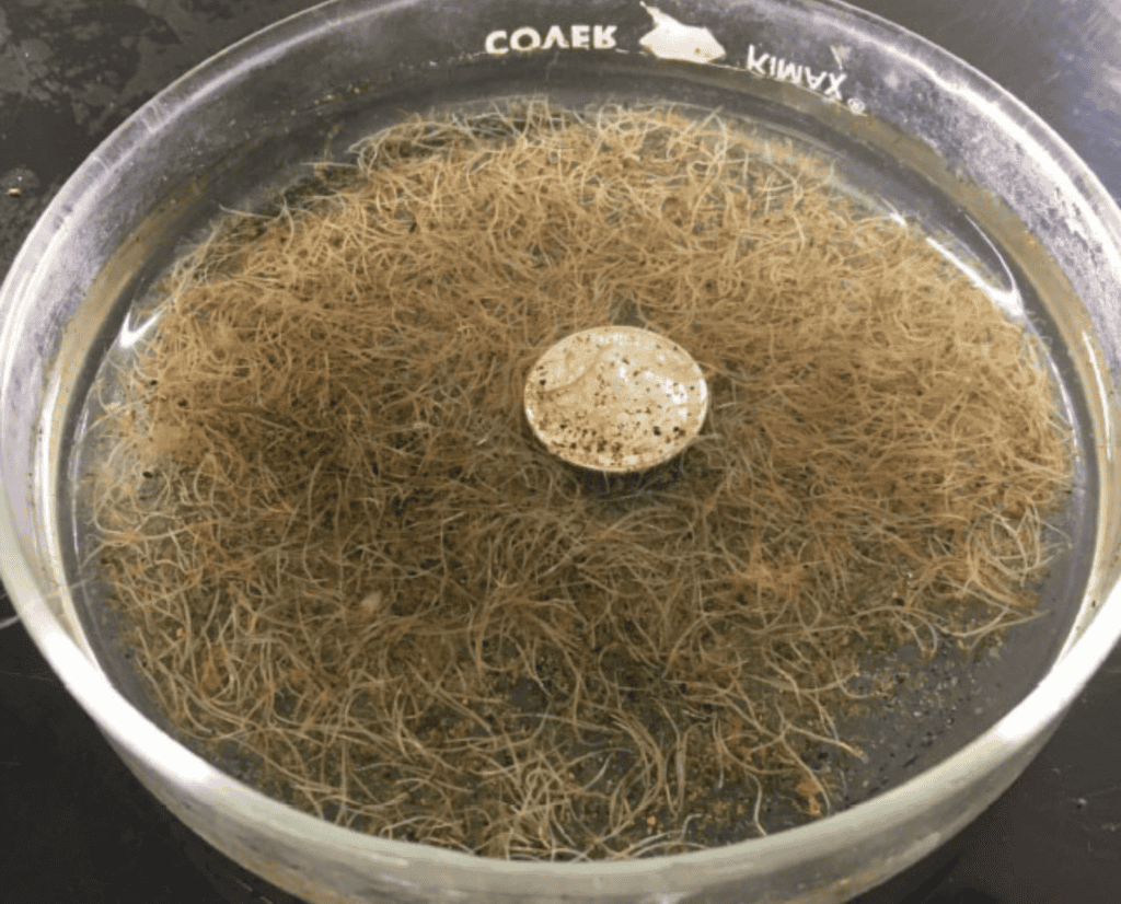 A dish containing 1,700 cecal worms sourced from a single bobwhite quail.