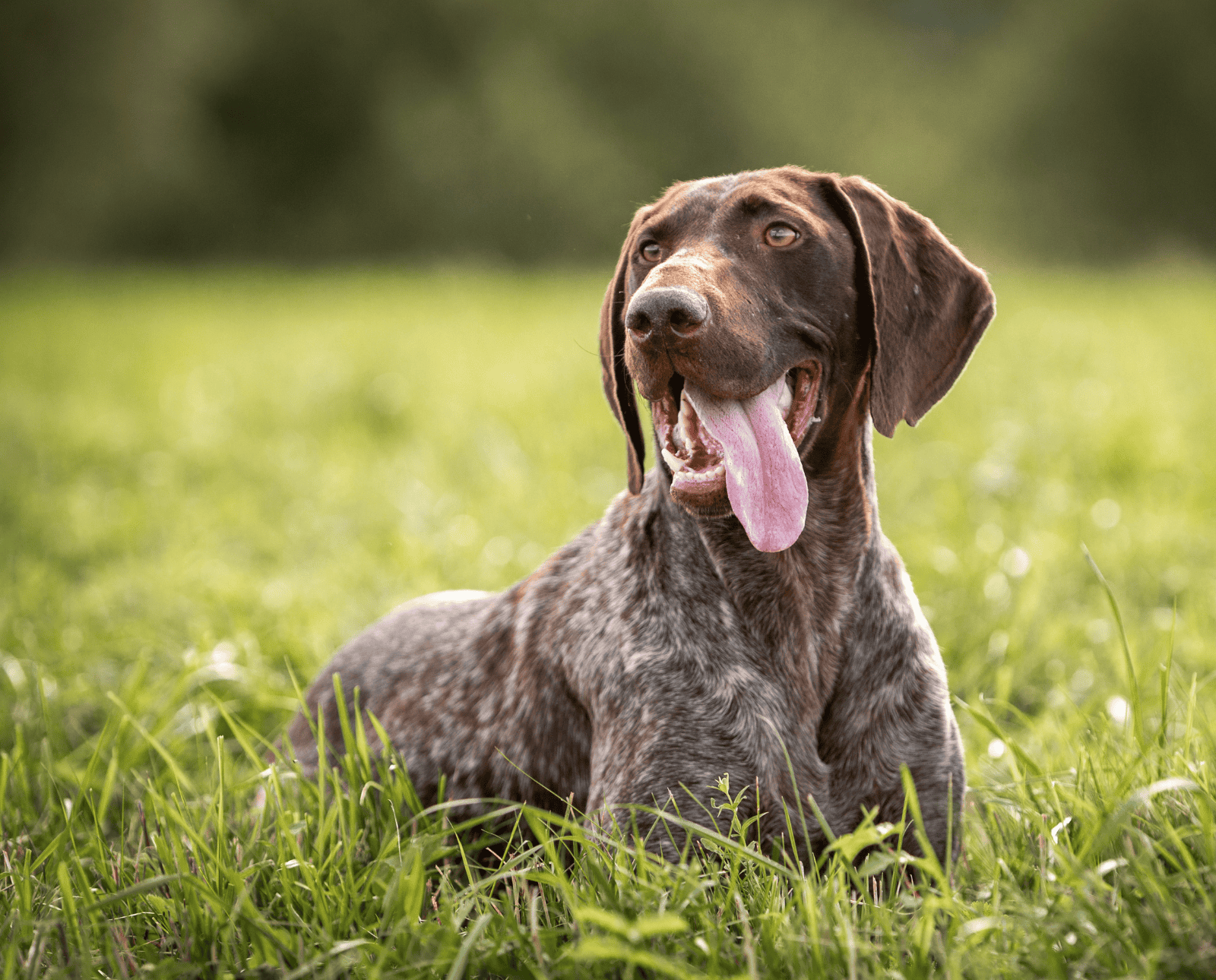 A German Shorthaired Pointer lays in short grass.