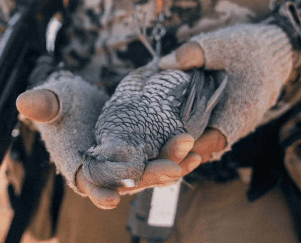 A dead scaled quail in a man's gloved hands.