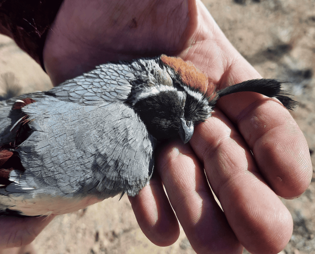 A dead Gambel's quail in a man's hand.