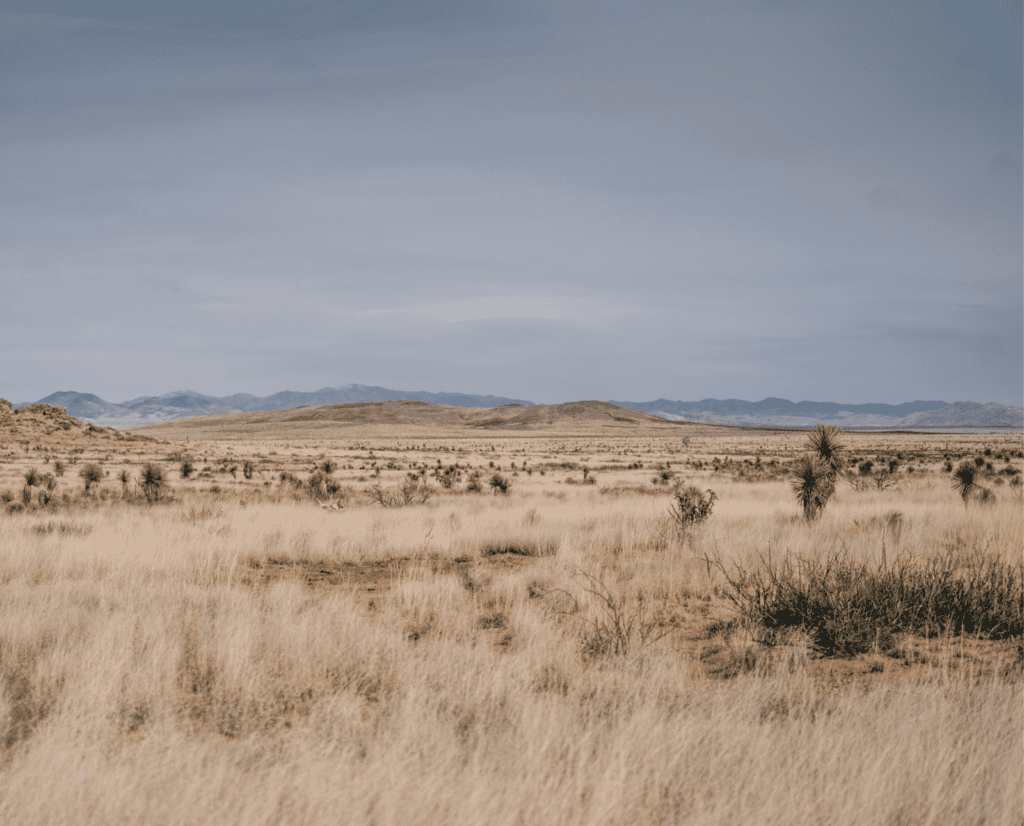 Grass, shrubs, and Joshua trees spread across the desert southwest.