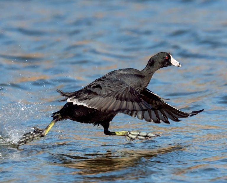 An American coot runs on the surface of the water using its lobate feet.