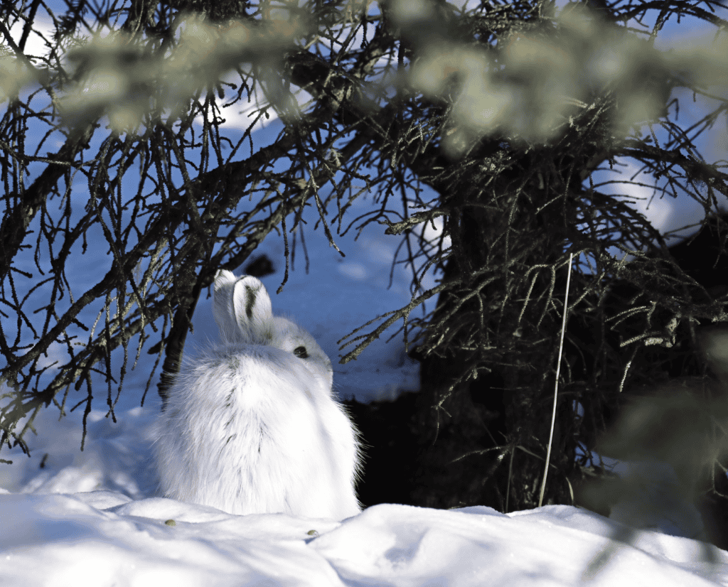 A white snowshoe hare takes cover under a spruce tree in the snow.