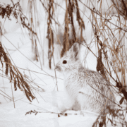 A white snowshoe hare sits in the snow next to brown vegetation.