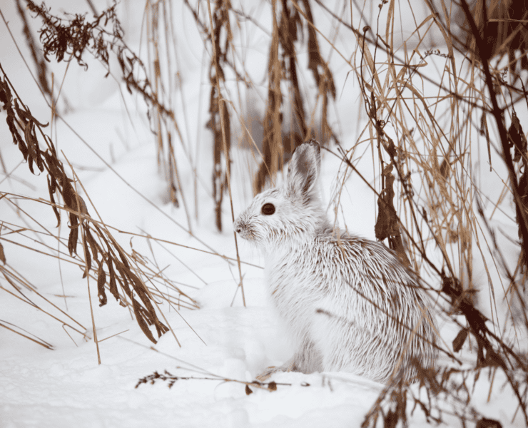 A white snowshoe hare sits in the snow next to brown vegetation.