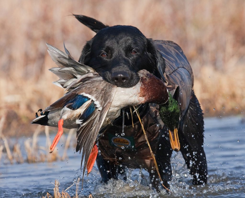A black Lab retrieves a healthy fat mallard with duck fat that a hunter could skin or pluck.