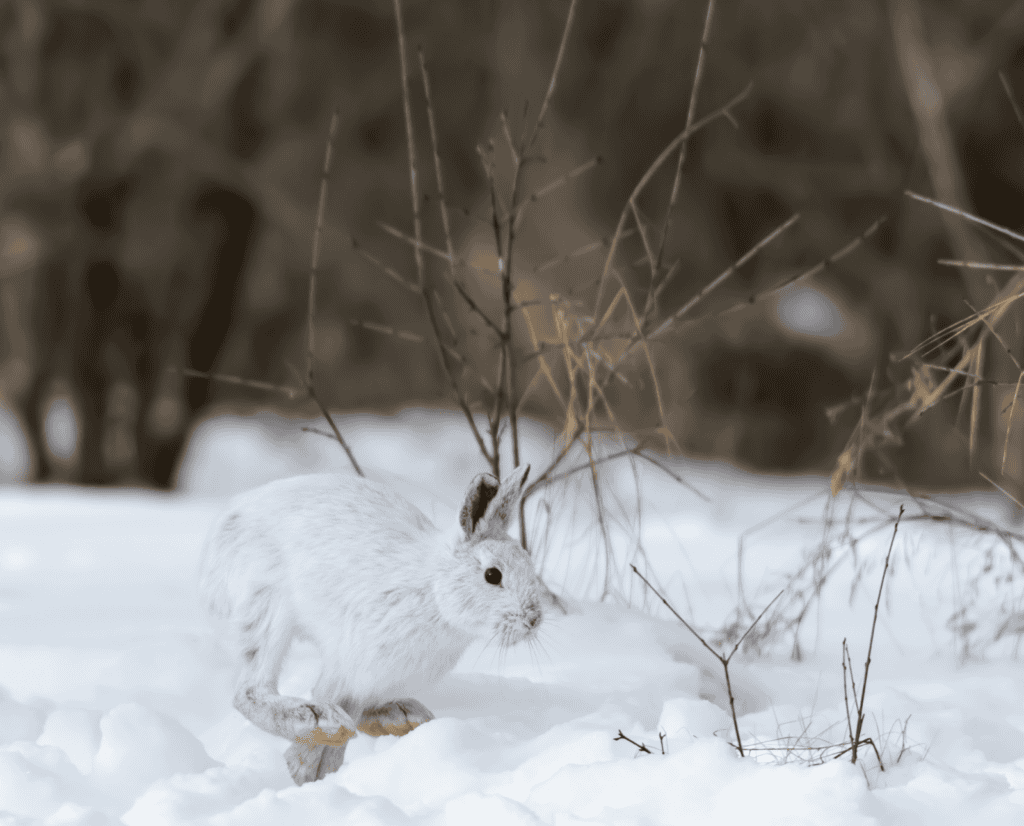 A white snowshoe hare hops into the open.