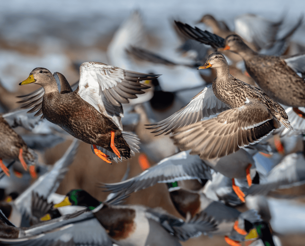 A hen mallard flies next to a drake black duck in a flock of ducks.