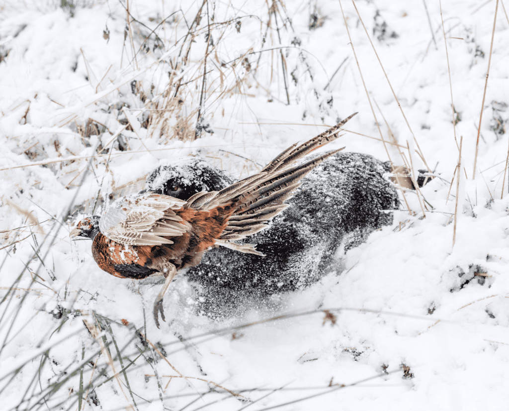 A hunting dog retrieves a pheasant out of the snow.