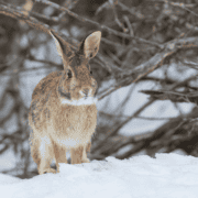 An eastern cottontail hops out of cover.