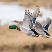 Two mallards in flight.