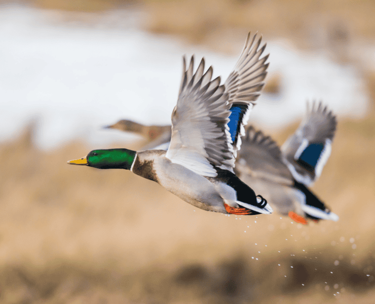 Two mallards in flight.