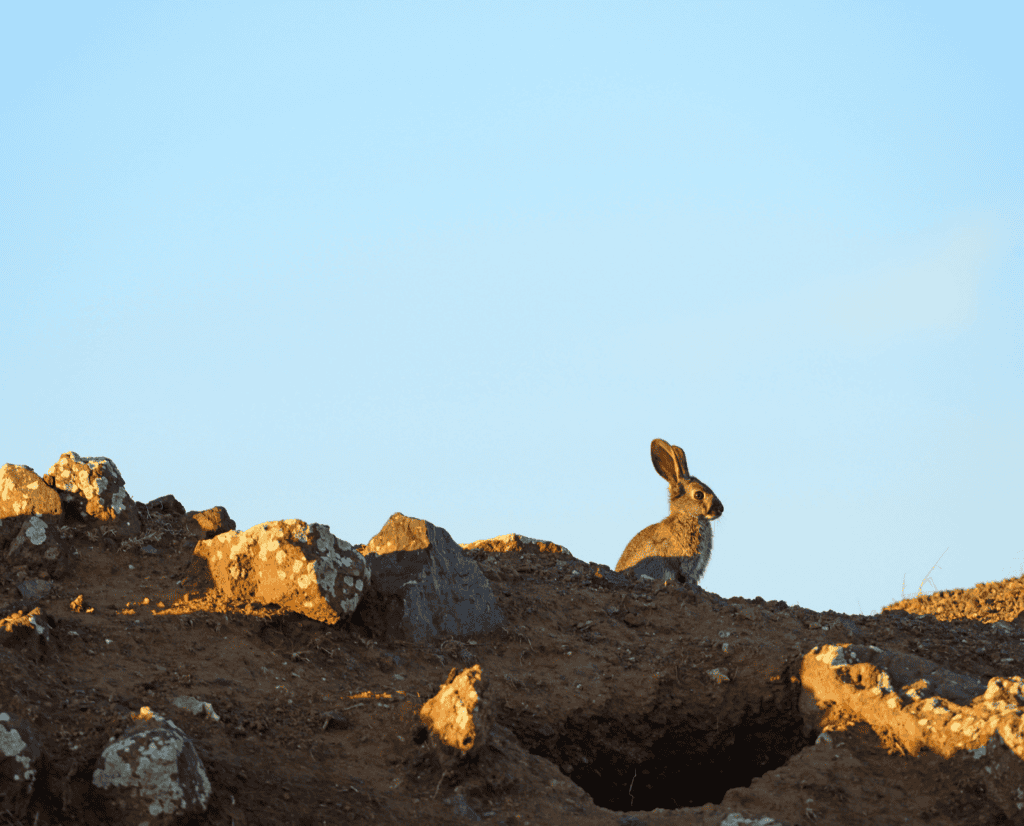 An eastern cottontail sits on a rock pile near the entrance to its den.