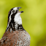 A portrait of a bobwhite quail with an open beak.