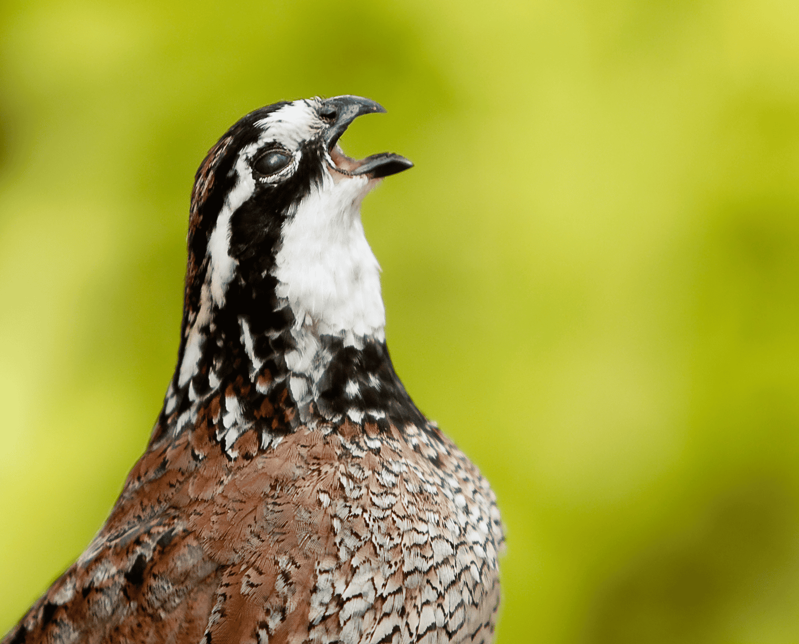 A portrait of a bobwhite quail with an open beak.