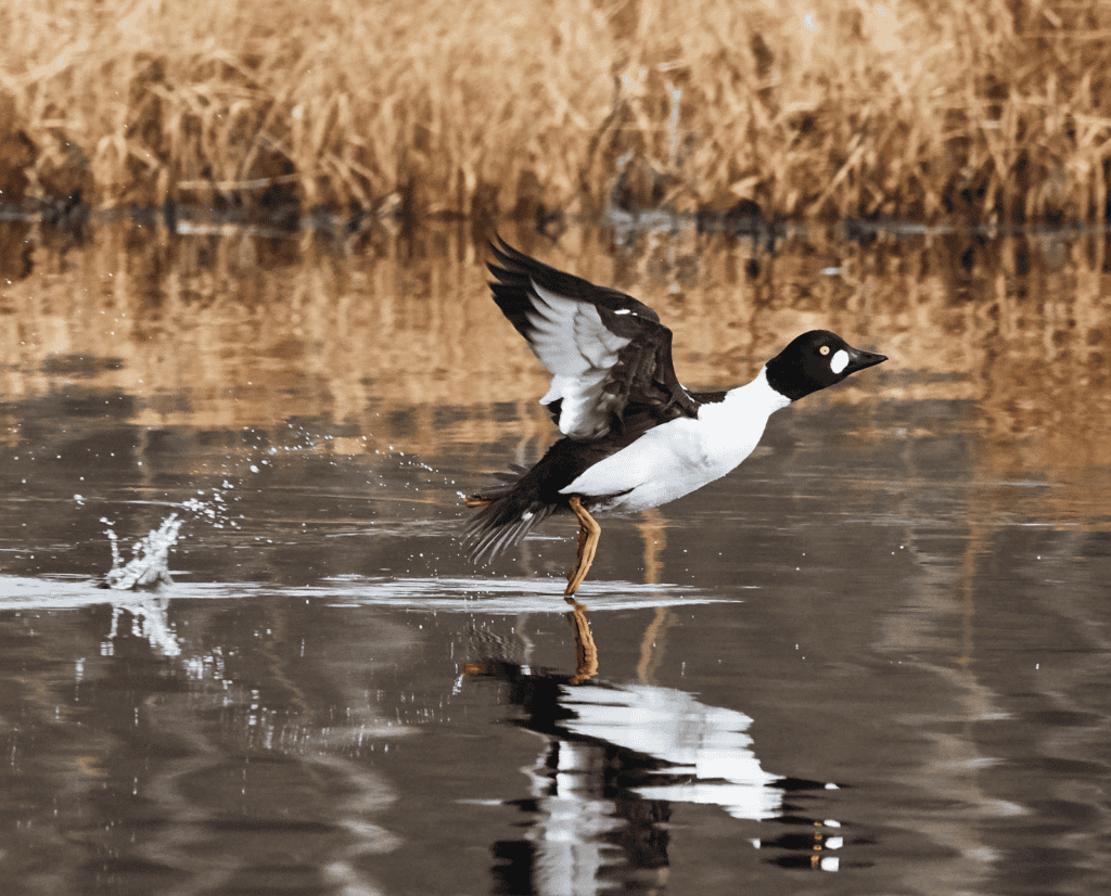 A common goldeneye duck lifting off the surface of the water.