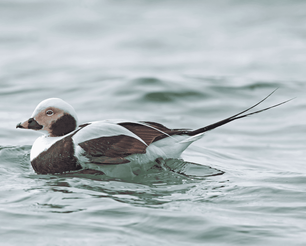 A long-tailed duck swimming in water.