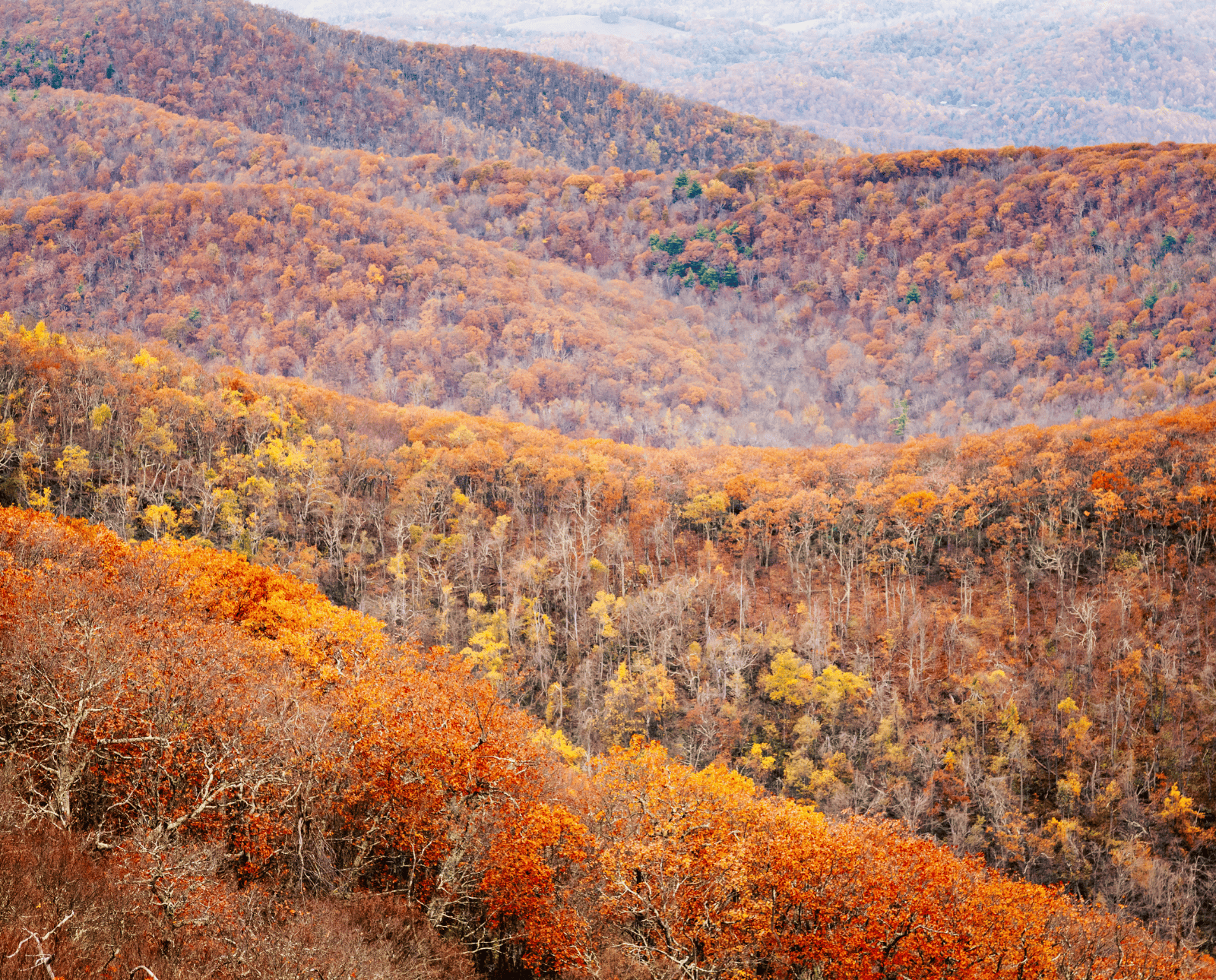 George Washington National Forest in the fall.