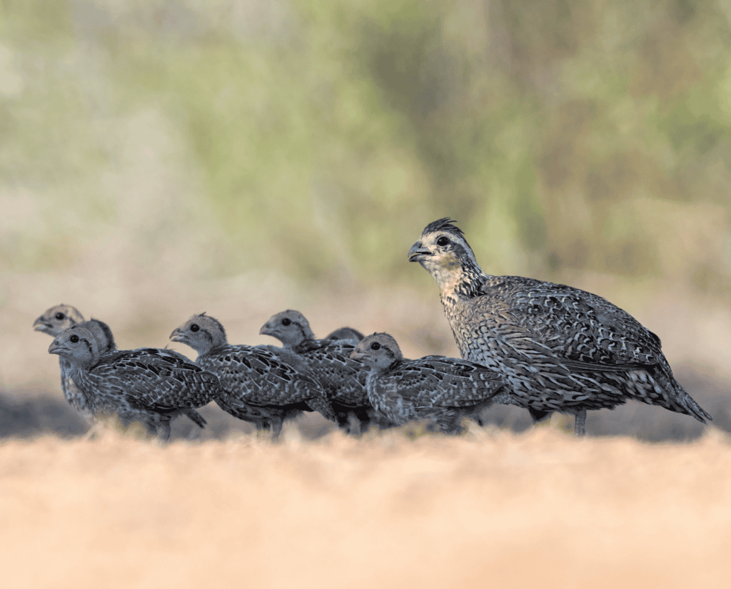 A hen bobwhite watches over her chicks.