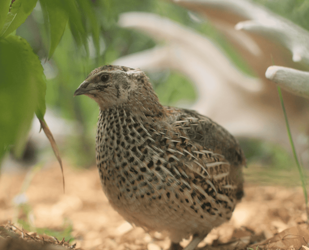 A domestic coturnix quail stands in its pen.