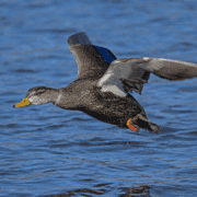 An American Black Duck flies over blue water.