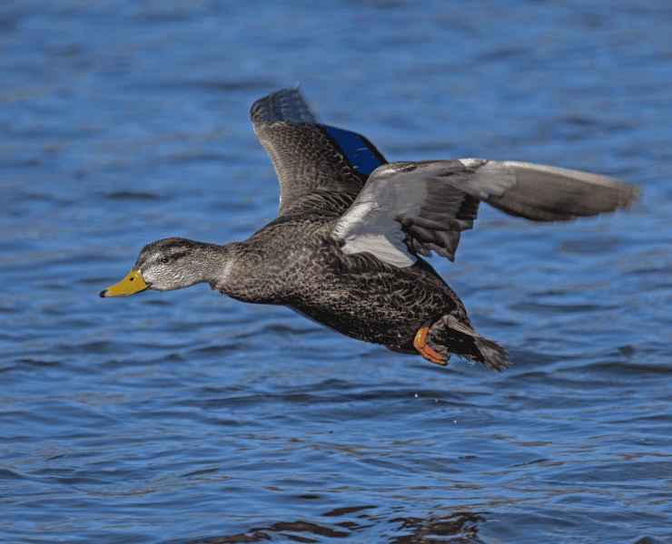 An American Black Duck flies over blue water.