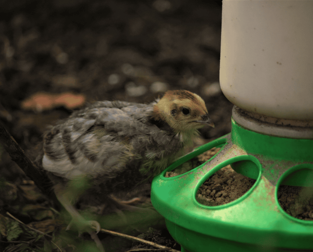 A juvenile coturnix quail feeds.