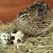 A quail hen approaches three eggs in straw.