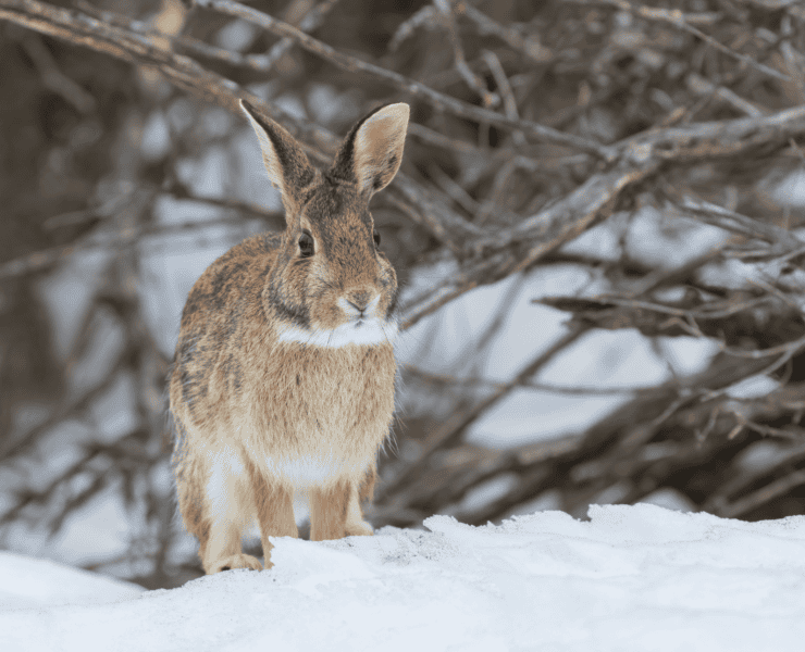 An eastern cottontail hops out of cover.