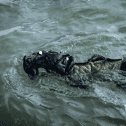 A black labrador retriever swims through the ocean with a duck in its mouth.