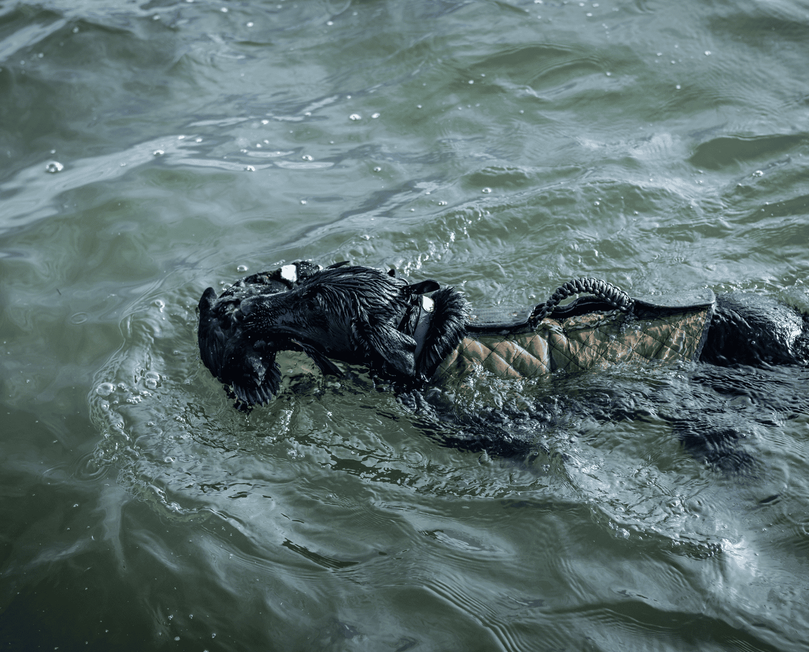 A black labrador retriever swims through the ocean with a duck in its mouth.