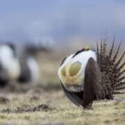 A male sage grouse on a lek in the Great Basin of Utah.