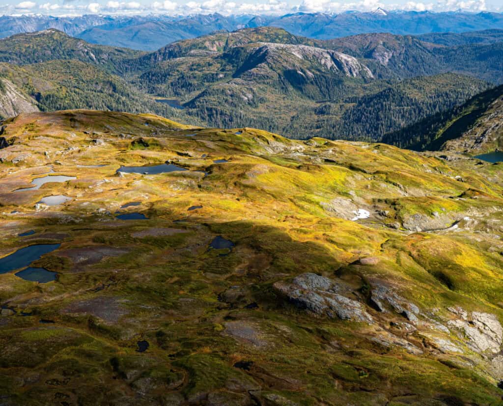 Green grass and small ponds in Misty Fjords National Monument.