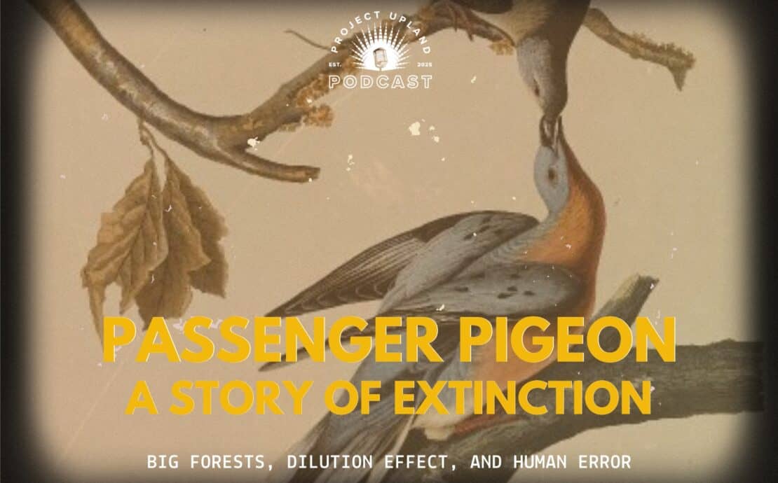 A historic drawing of a Passenger Pigeon male and female.