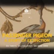 A historic drawing of a Passenger Pigeon male and female.