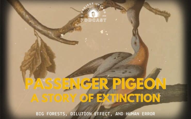 A historic drawing of a Passenger Pigeon male and female.