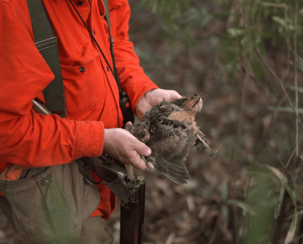 A man in an orange shirt holds an American woodcock.