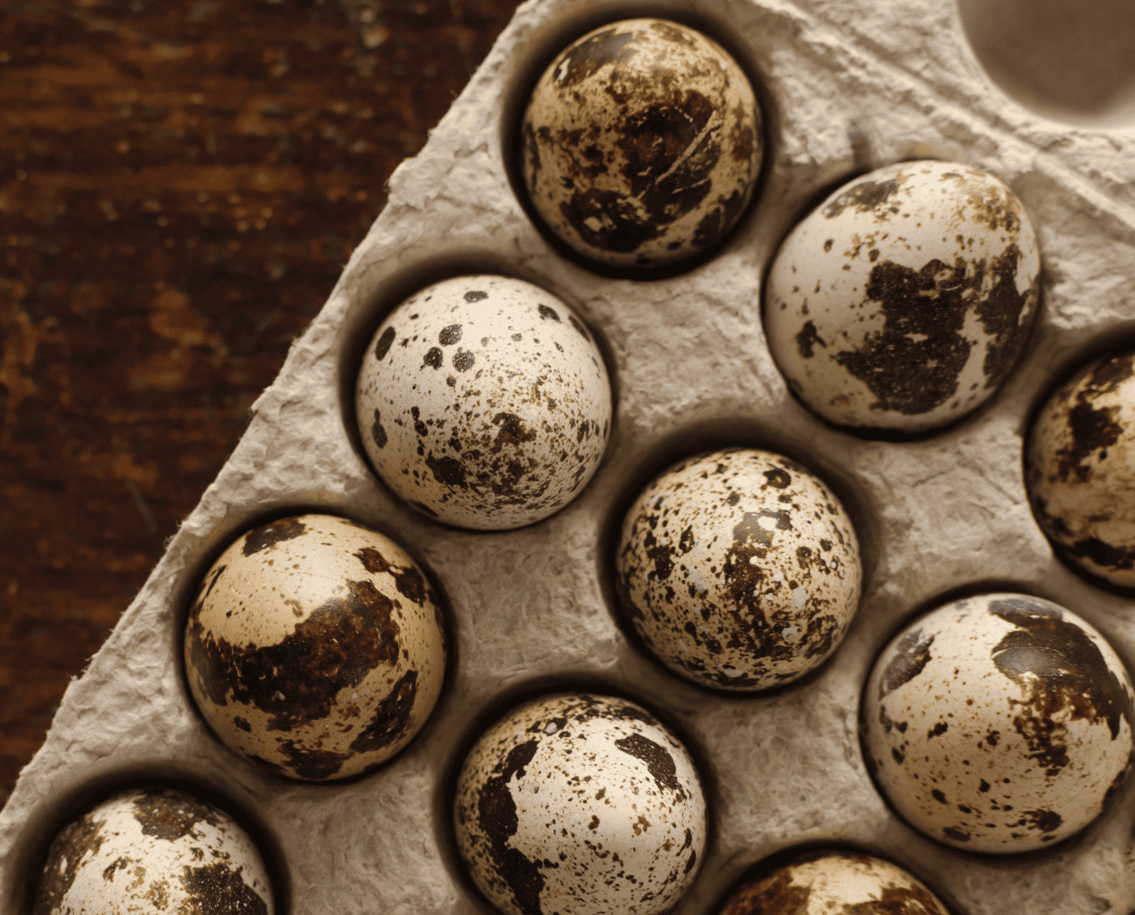 Coturnix quail eggs in an egg carton.