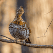 A ruffed grouse perches on a branch.