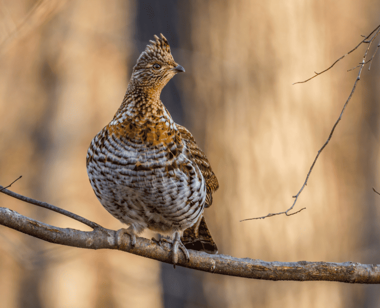 A ruffed grouse perches on a branch.