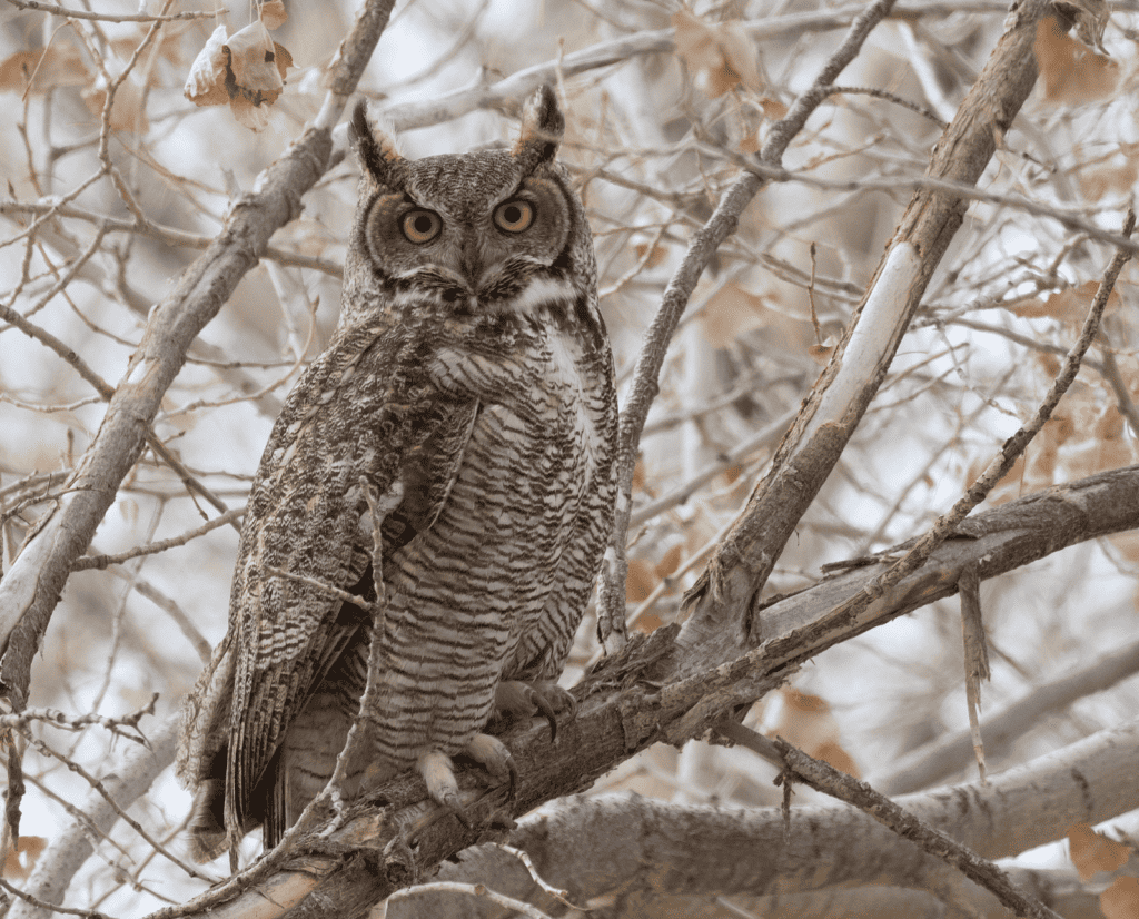 A great horned owl sitting on a branch.