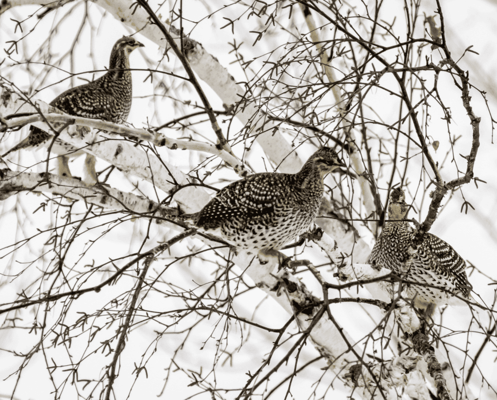 Three ruffed grouse stand in a tree.